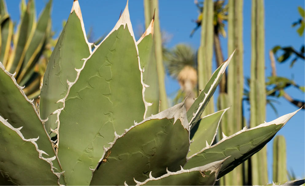 MW Cactus Water Fragrance Oil 1 oz