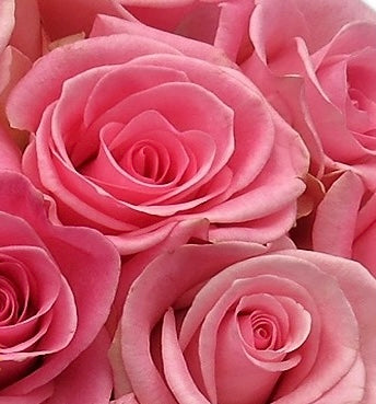 Rose (Damask) Rosa 100% Pure EO
