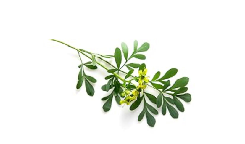 Organic Dried Rue (Ruda) 1 oz
