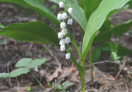MW Lily of the Valley Fragrance Oil 1 oz