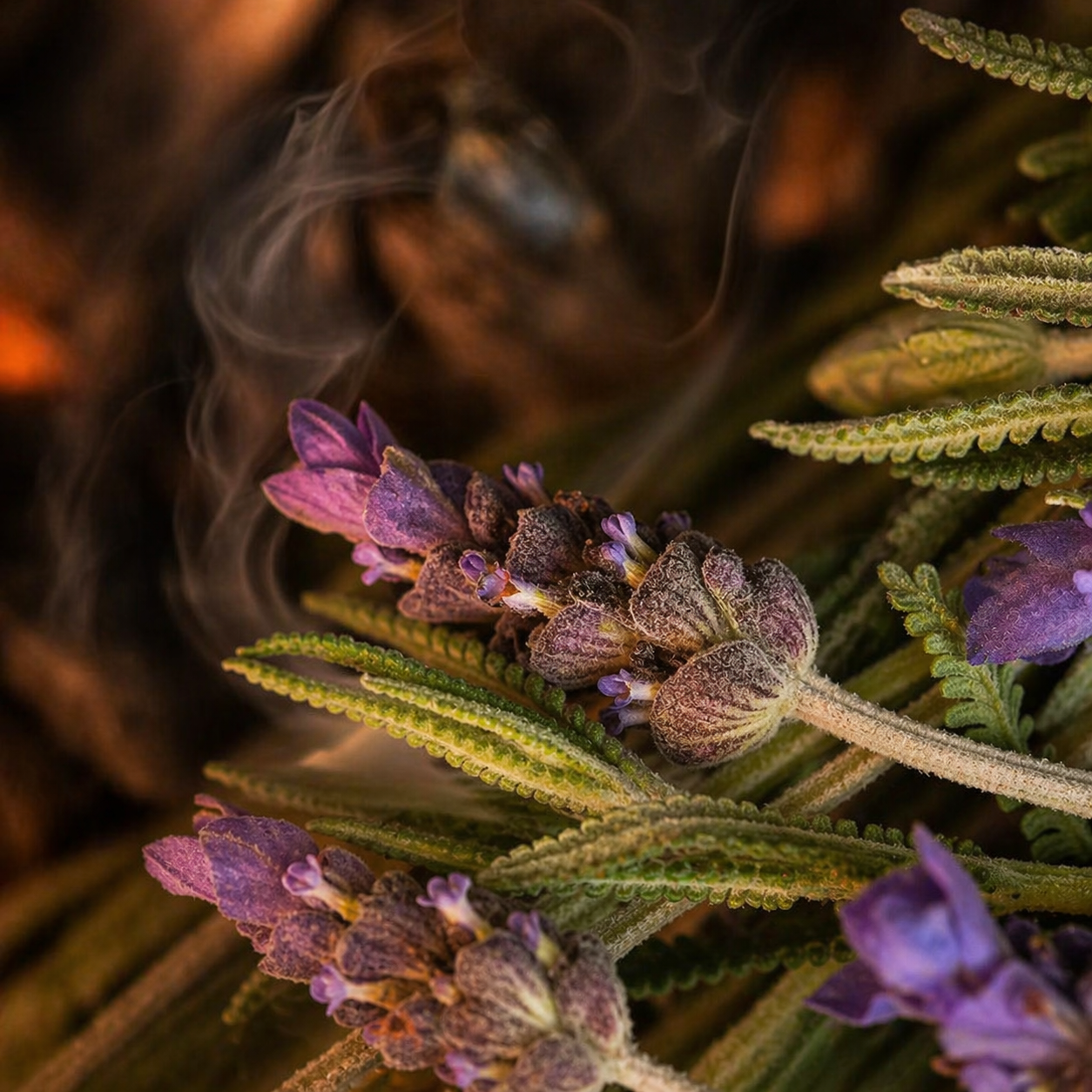 💥DISPONIBLE PRONTO💥 CS LAVENDER EMBERS FRAGRANCE OIL 1 oz