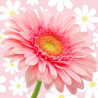 NG Daisy (Type) Daisy by Marc Jacob Fragrance Oil 1 oz