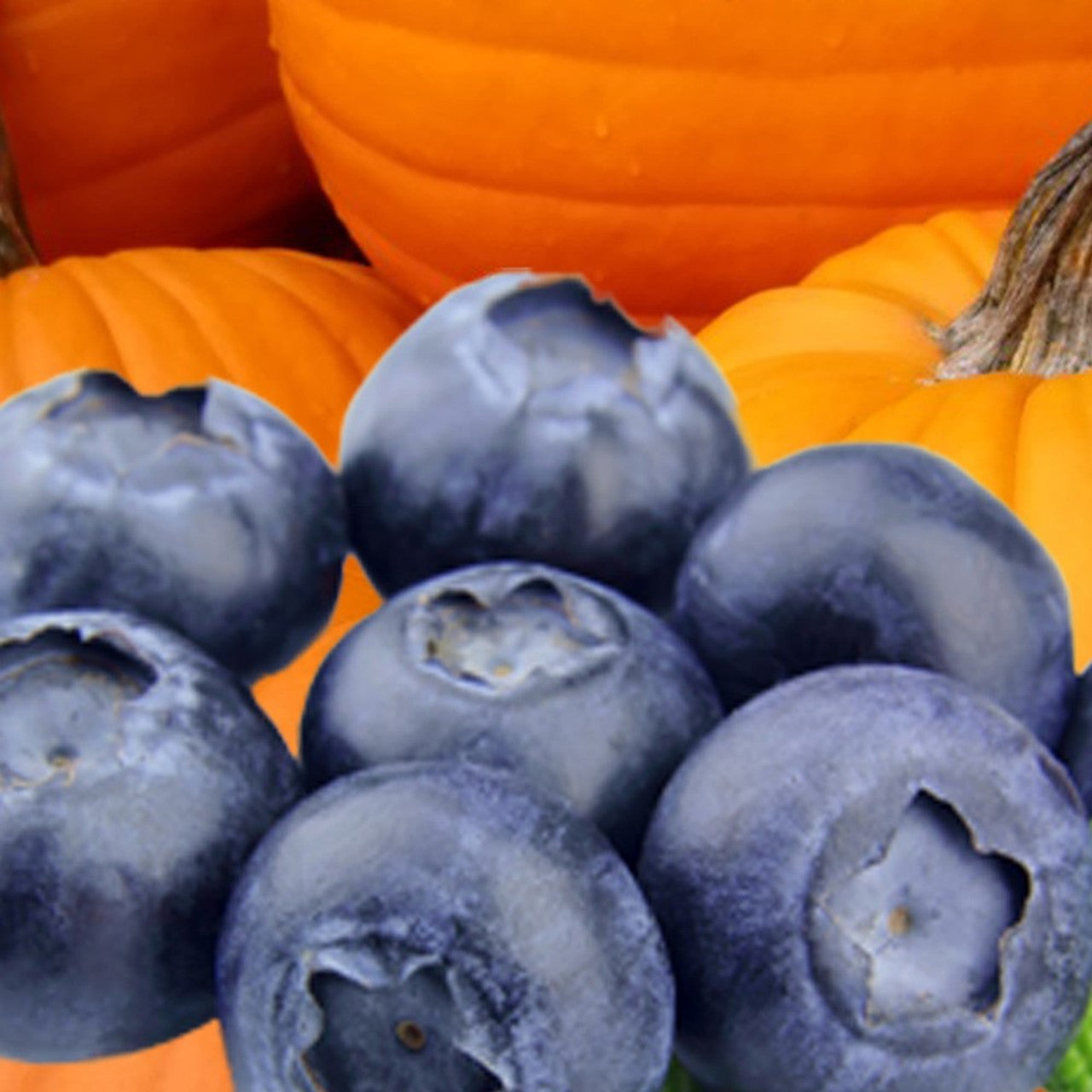 AZ Blueberry Pumpkin Patch (BBW) Type fragrance oil 1oz