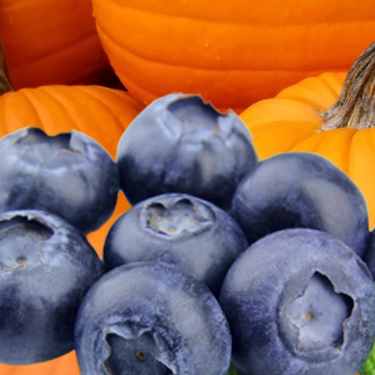 AZ Blueberry Pumpkin Patch (BBW) Type fragrance oil 1oz