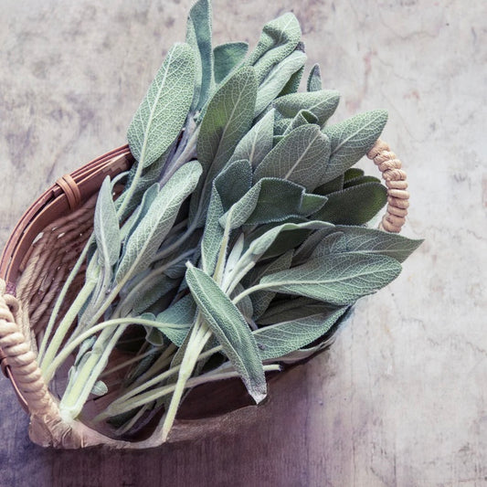 MW Wild Sage Fragrance Oil 1 oz