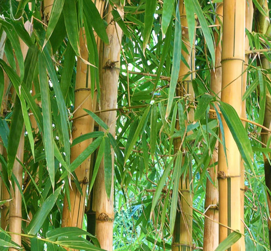 MW Bamboo + Teakwood Fragrance oil 1 oz