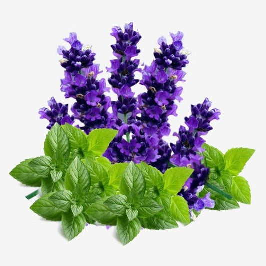Lavanda & menta fragancia en aceite 1 oz
