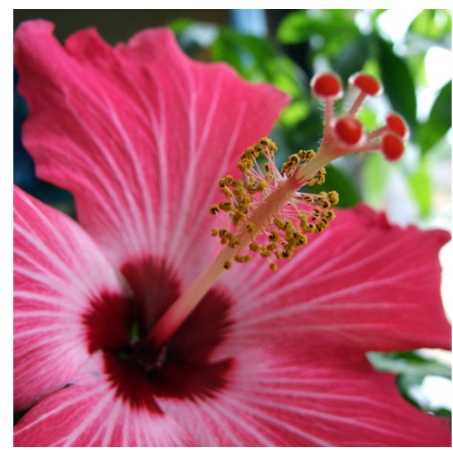 AZ HAWAIIAN HIBISCUS FRAGRANCE OIL 1 OZ