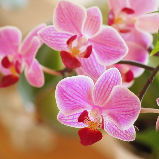 Orquideas fragancia en aceite 1 oz