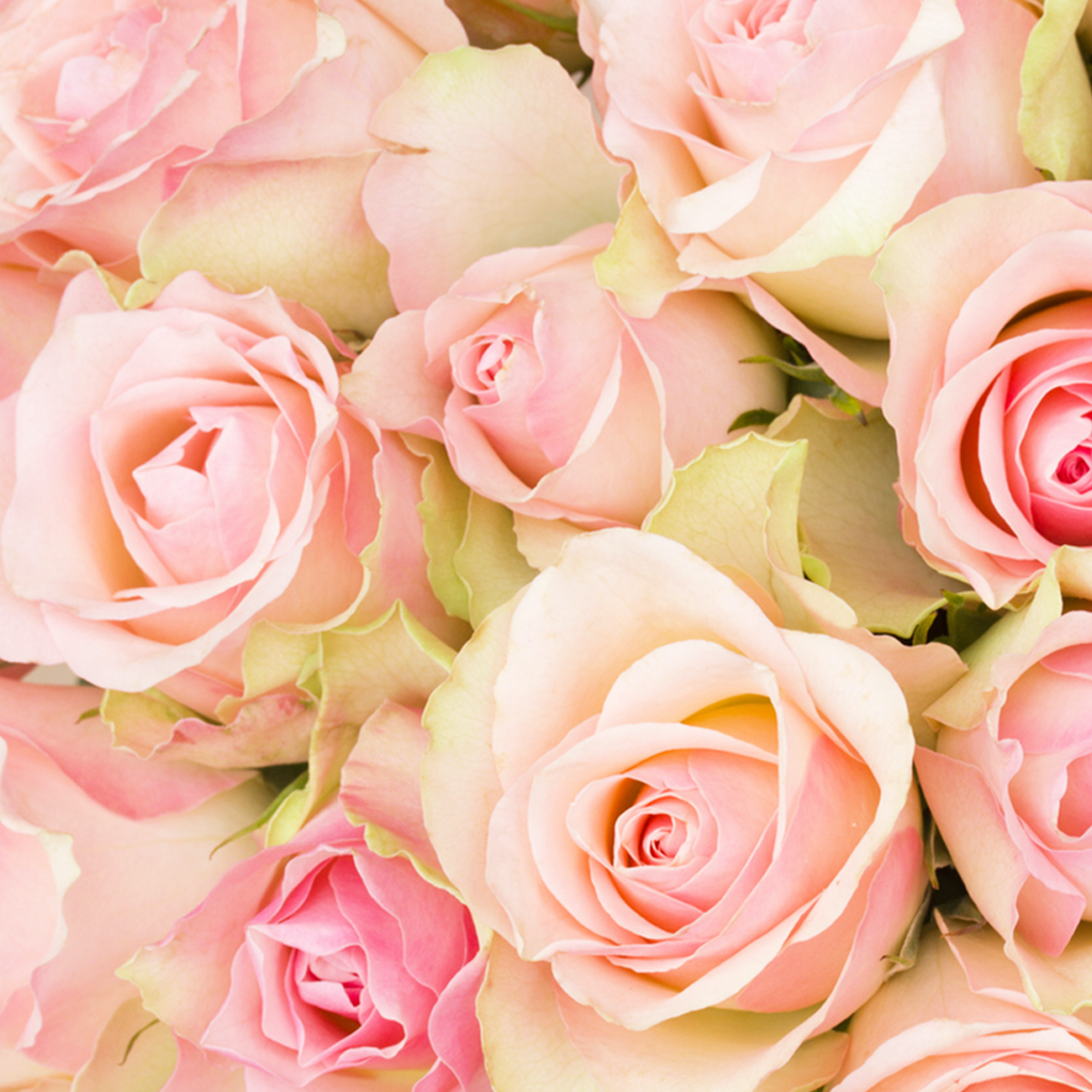 Rosas fragancia en aceite 1 oz