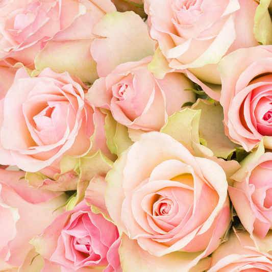 Rosas fragancia en aceite 1 oz