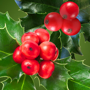 NG Holly Berry Fragrance Oil 1 oz