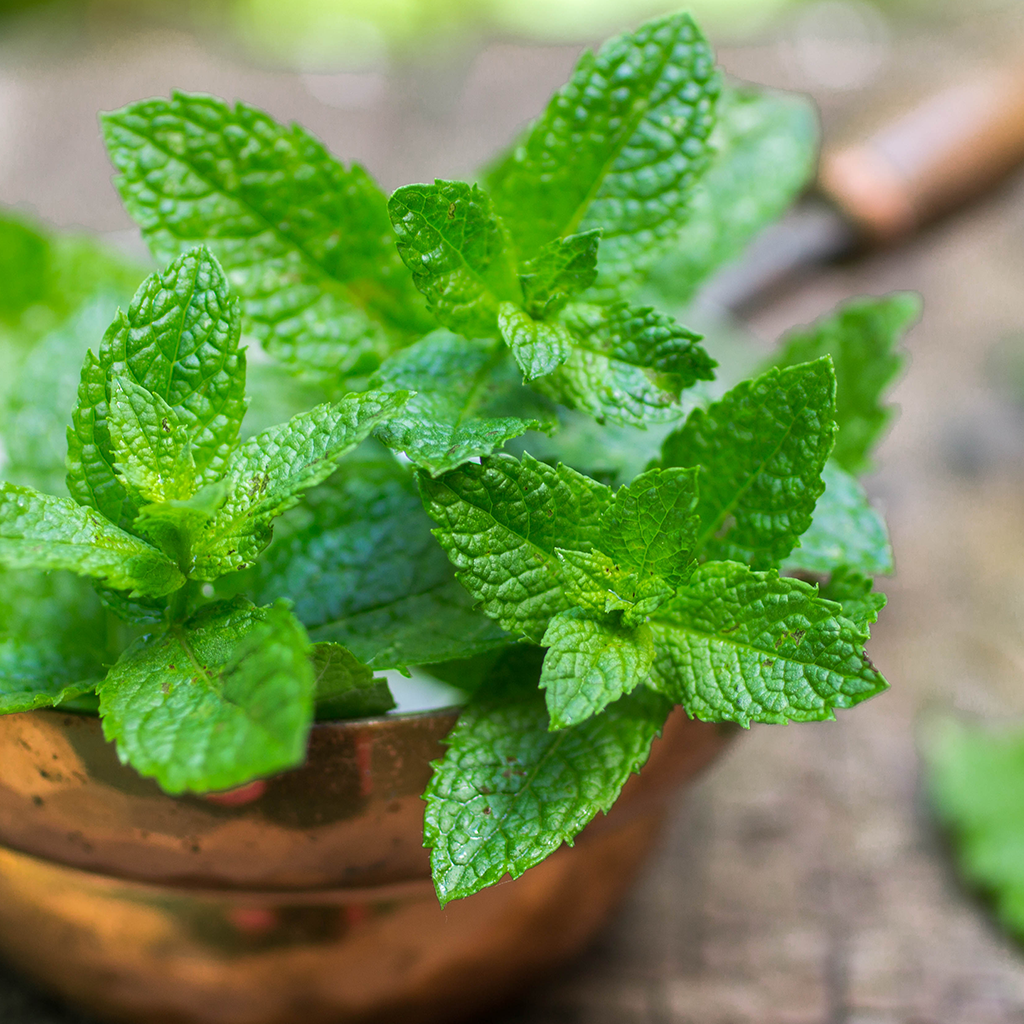 Spearmint (Hierba Buena) Essential Oil 100% Pure (EO) 0.5 oz