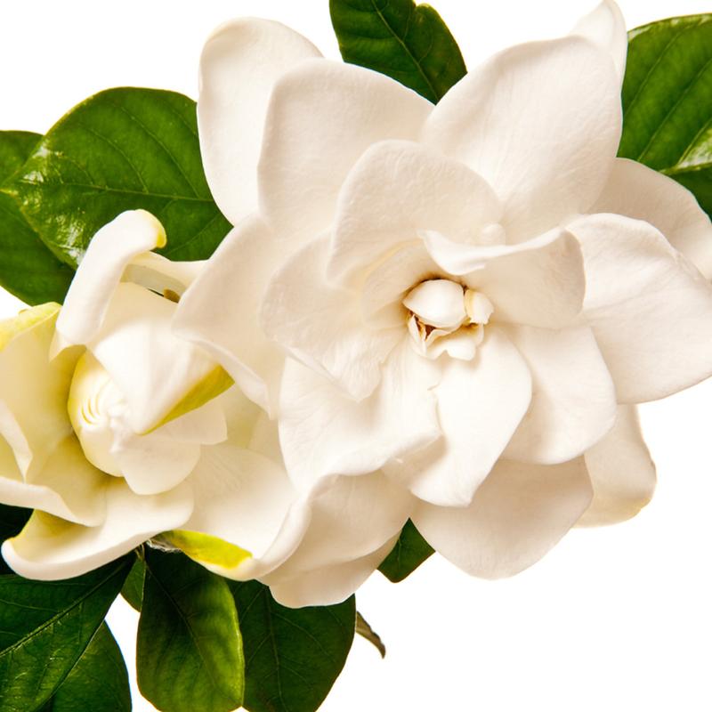 Gardenia Fragancia en aceites 1 oz