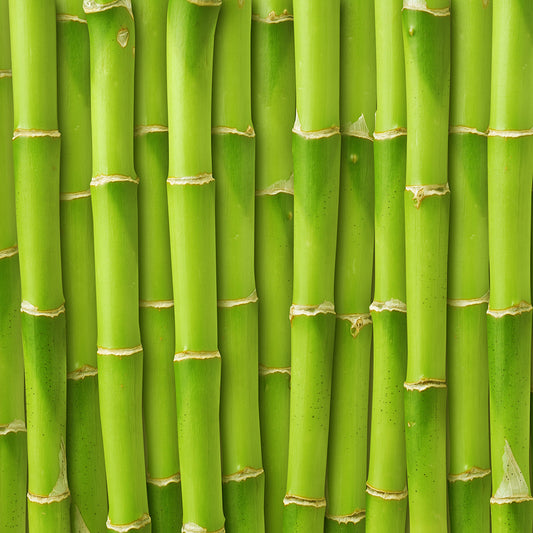 Bamboo Fragancia en aceite 1 oz