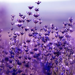 Lavanda Fragancia en aceite 1 oz