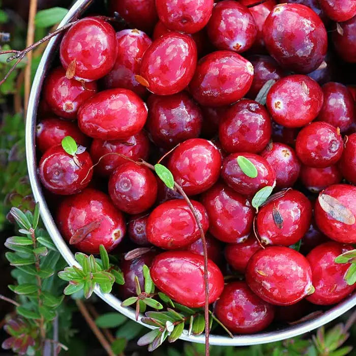 CS Cranberry Woods Fragrance Oil 1 oz