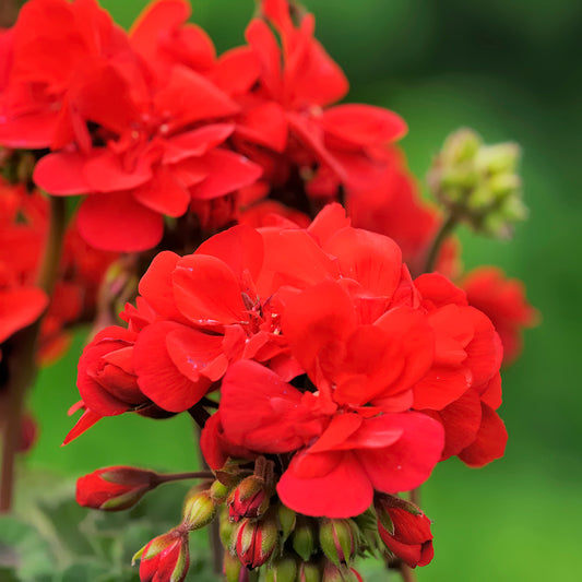 Geranium (Geranio) Essential Oil 100% Pure (EO) 0.5 oz