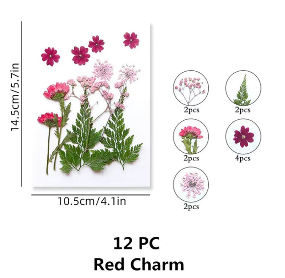 Dried Red Charm Flower