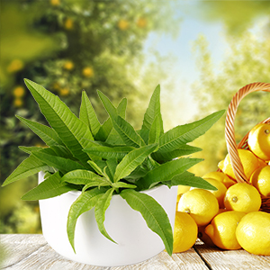 Limon verbena fragrance oil 1 oz