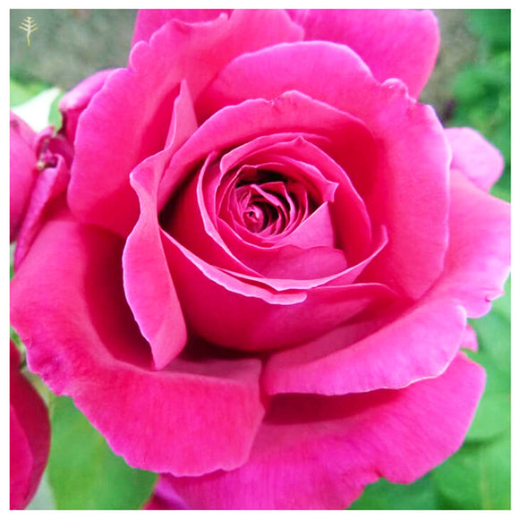 Roses(Rosas) EO 0.5 oz