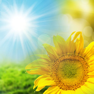 NG Sunflower Type Fragrance Oil Type 1 oz