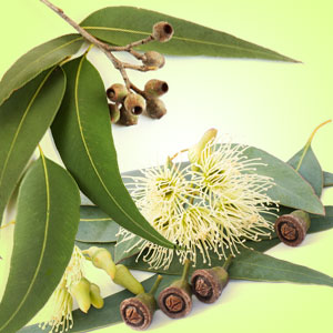 Eucalipto fragancia en aceite 1 oz