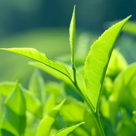 Tea Tree (Árbol de Té) EO 100% Pure