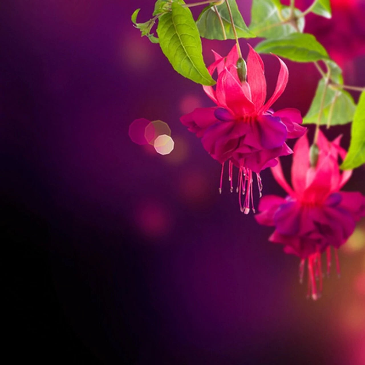 Passionate Kisses VS (Type) Fragancia en aceite 1 oz