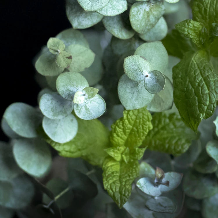 CS Peppermint and Eucalyptus Fragrance Oil 1 oz
