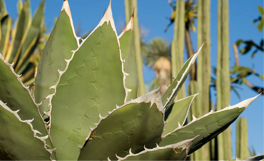 MW Cactus Water Fragrance Oil 1 oz