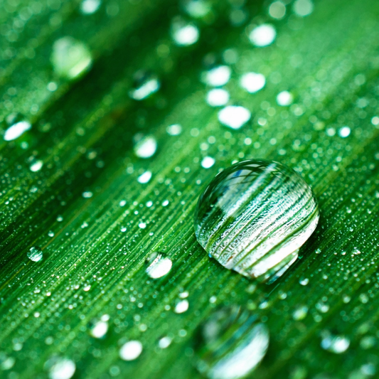 CS Rain Water Fragrance Oil 1 oz