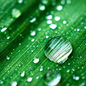 CS Rain Water Fragrance Oil 1 oz