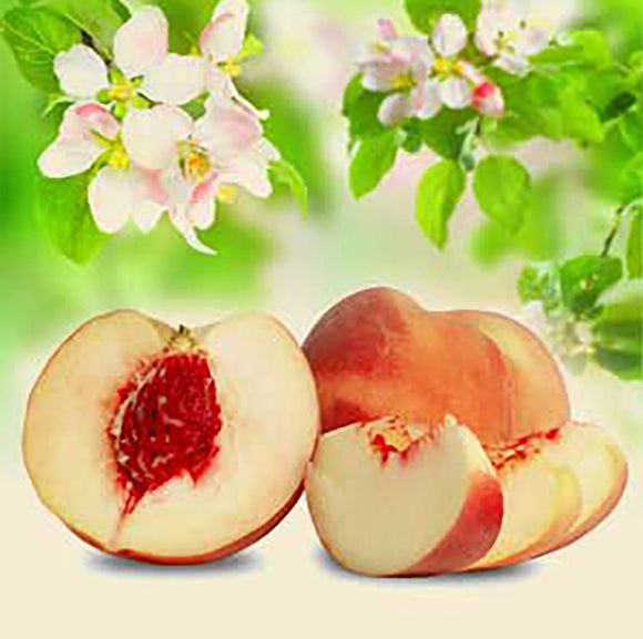 NG White Peach and Silk Blossoms (Type) Fragrance Oil 1 oz