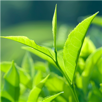 Tea Tree (EO & FO) 0.5 oz