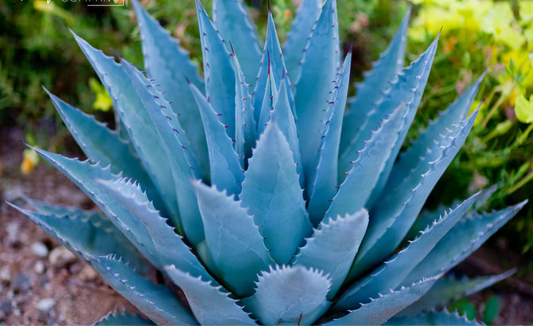 MW Agave Nectar + Lime Blossom
Fragrance Oil 1 oz