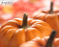 MW Toasted Pumpkin Spice Fragrance Oil