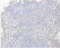 Highlight Gold Mica Powder 5 g