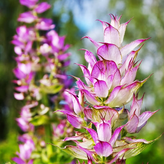 Clary Sage (Salvia) Essential Oil 0.5 oz