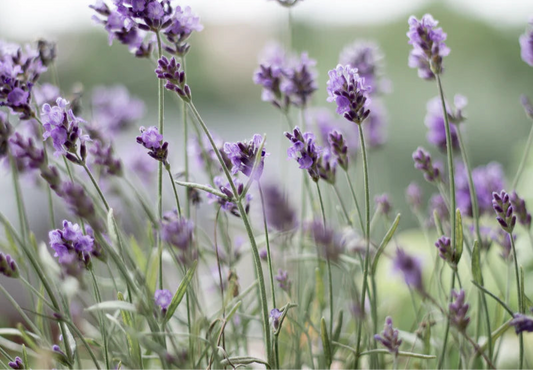 MW Lavender Fragrance Oil 1 oz