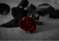 MW Dark Kiss (Type) BBW Fragrance oil 1 oz