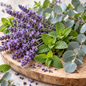 Lavender Mint Fragrance Oil 1 oz