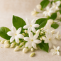 💥DISPONIBLE PRONTO💥 Jasmine (Jazmin) EO 100% Pure 0.5 oz
