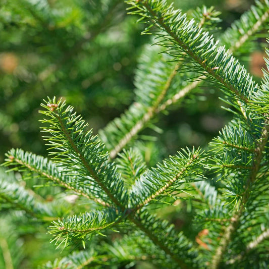 MW Balsam Fir Fragrance Oil 1 oz