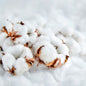MW Clean Cotton Fragrance Oil 1 oz