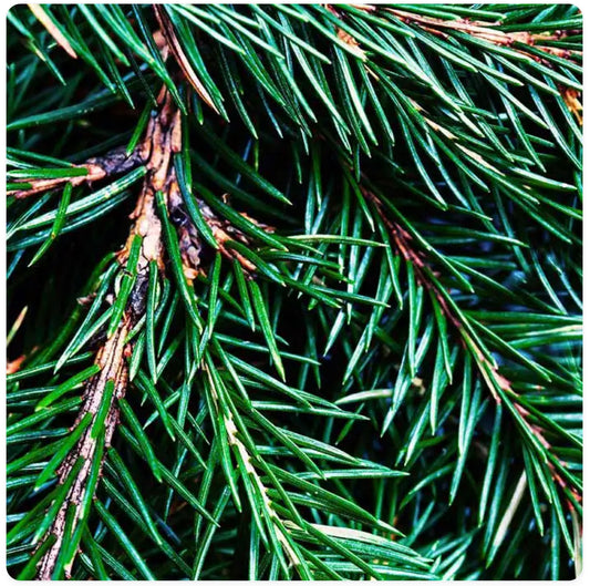 CS Fraser Fir Fragrance Oil 1 oz