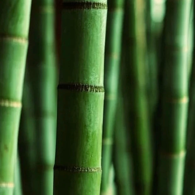 CS Himalayan Bamboo Fragrance Oil 1 oz