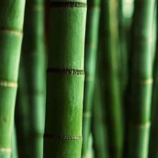 CS Himalayan Bamboo Fragrance Oil 1 oz