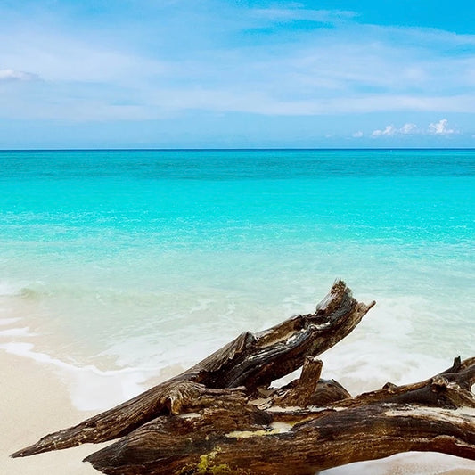 CS Caribbean Teakwood Fragrance Oil 1 oz