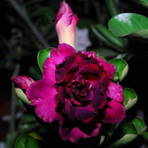 Mystic Bloom Fragrance Oil 1 oz